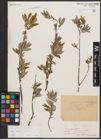 Foto von Salix aurita L. x Salix repens L.